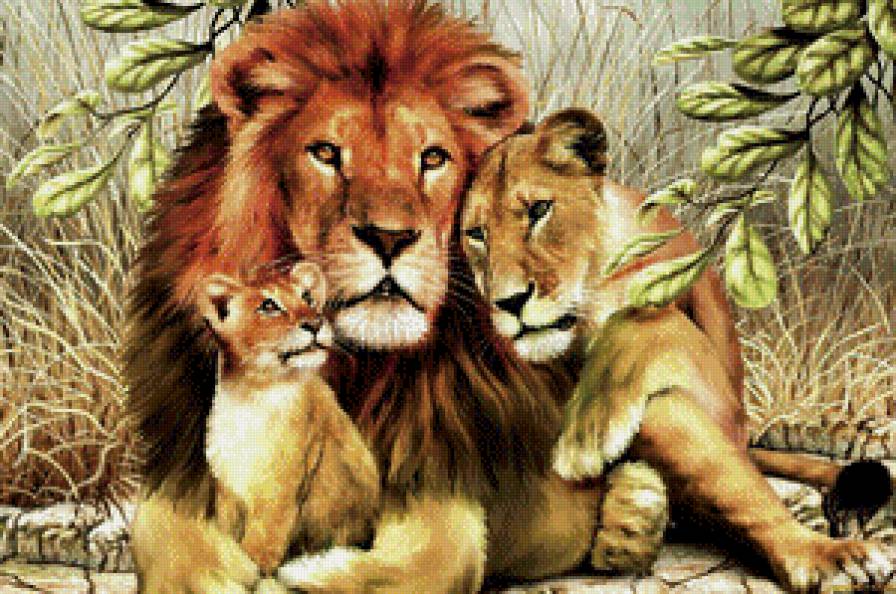 львы - предпросмотр