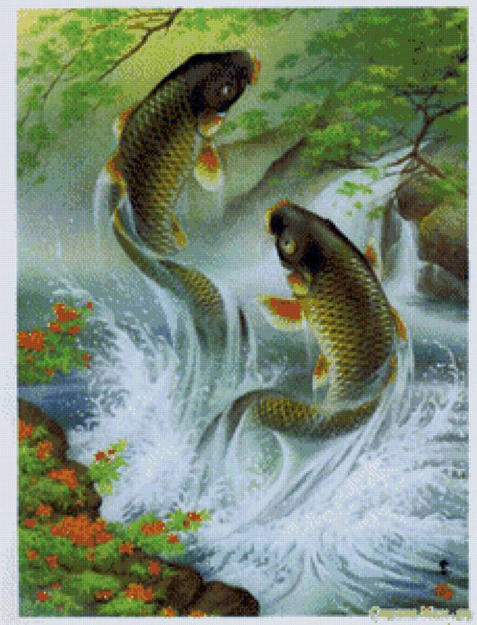 карпы - карп - предпросмотр