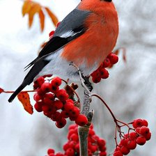 Схема вышивки «снегирь»