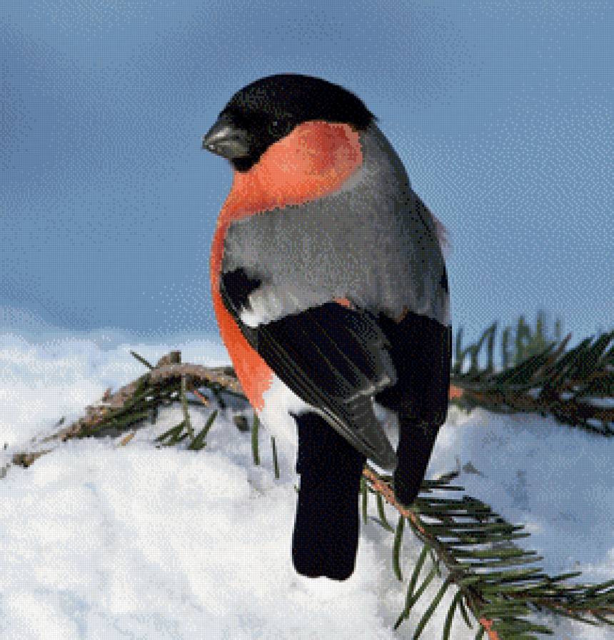 снегирь - снегирь - предпросмотр