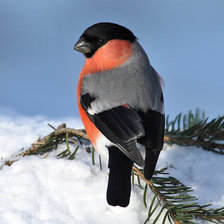Схема вышивки «снегирь»