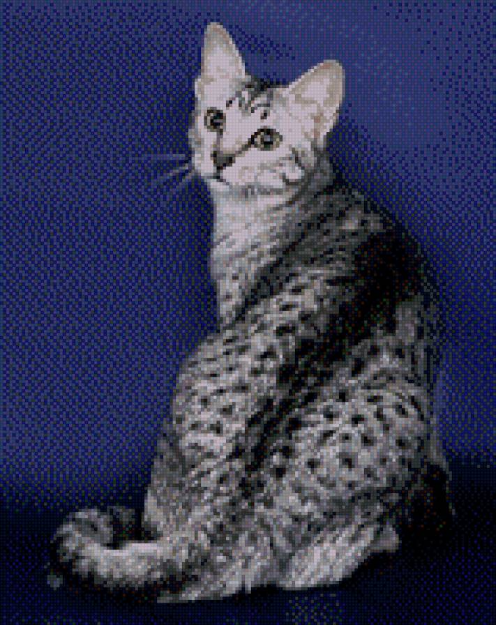 Египетская Мау - кошки - предпросмотр