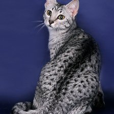 Схема вышивки «Египетская Мау»