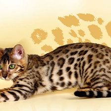 Схема вышивки «Красавица»