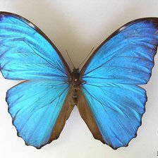 Схема вышивки «Морфо Аматонте»