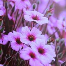 Схема вышивки «Цветы»