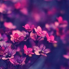 Схема вышивки «№682046»