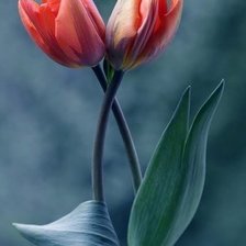 Схема вышивки «№682051»