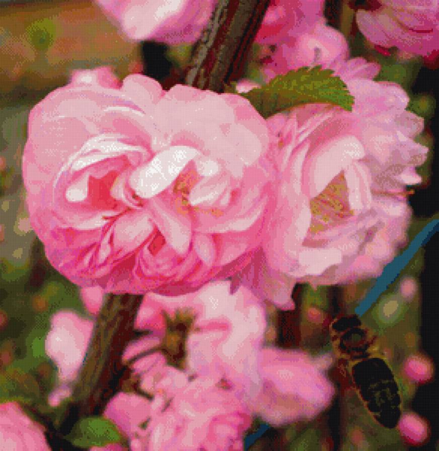 прекрасные цветы - цветы - предпросмотр