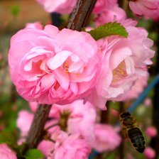 прекрасные цветы