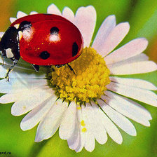 букашка на ромашке
