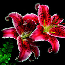 Схема вышивки «лилия»