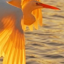 Схема вышивки «Птица»