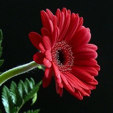 Схема вышивки «гербер2»