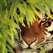 Схема вышивки «тигр»