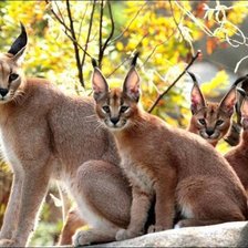 Схема вышивки «каракал»