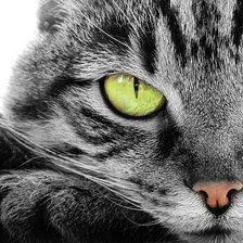 Схема вышивки «кот»