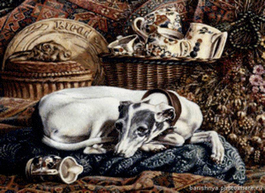 собака. хаед. - собака. хаед - предпросмотр