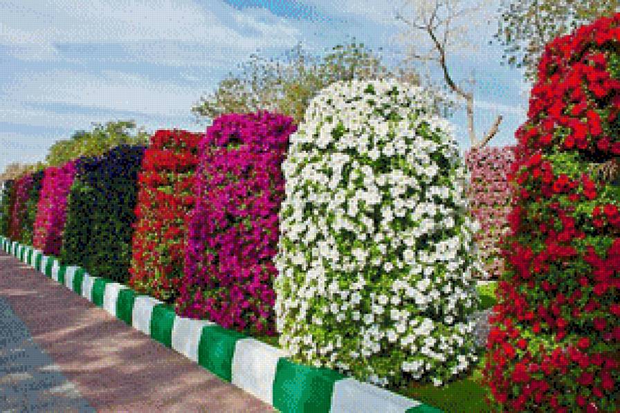 петунья - предпросмотр