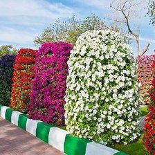 Схема вышивки «петунья»