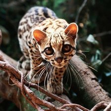 Схема вышивки «оцелот на ветке»