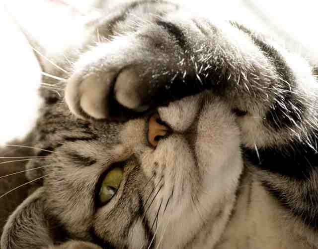 мур - оригинал