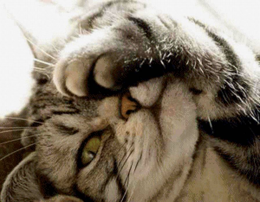 мур - предпросмотр