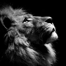 Схема вышивки «лева 1»