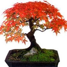 Схема вышивки «Бонсаи»