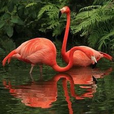 Схема вышивки «фламинго»