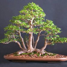 Схема вышивки «Бонсаи»