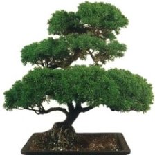 Схема вышивки «Бонсаи»