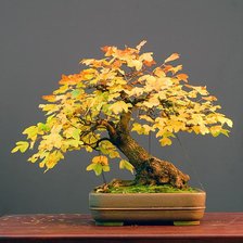 Схема вышивки «Бонсаи»