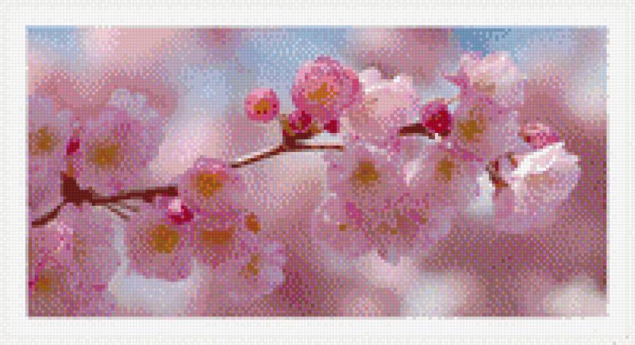 сакура - сакура - предпросмотр