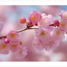 Схема вышивки «сакура»