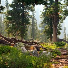 Схема вышивки «Лесной пейзаж»