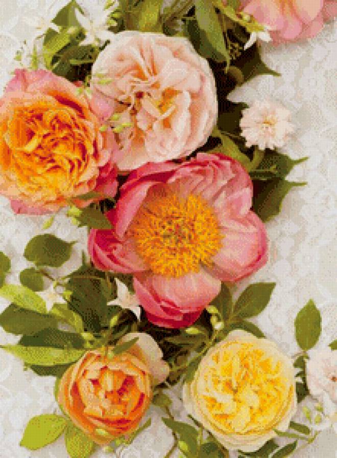 шиповник - цветут, шиповник, цветы, оранжевый, кружево - предпросмотр