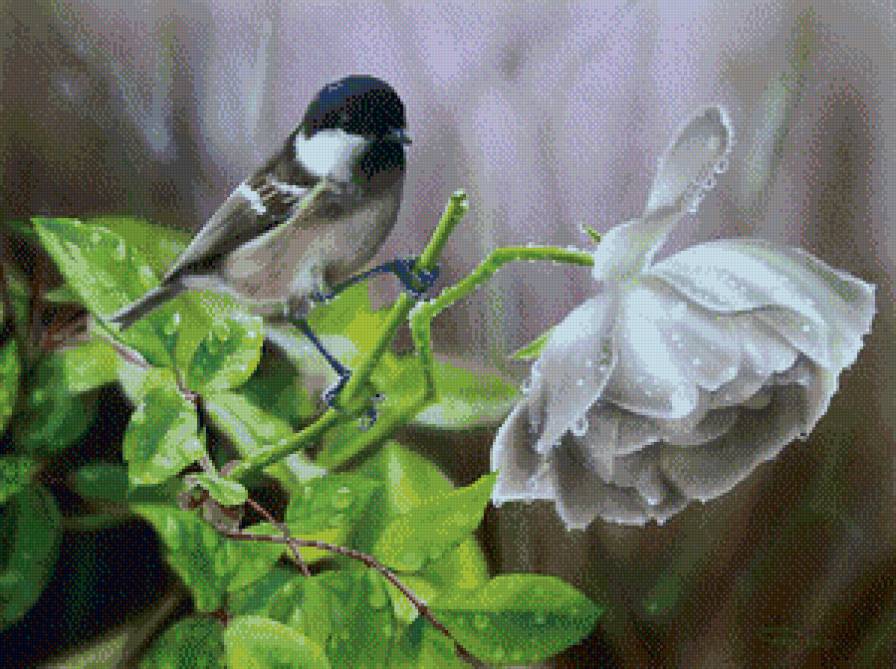 Птичка на цветке - дождь, роза, птица, природа, цветок, капли - предпросмотр