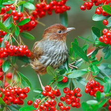 Схема вышивки «№683546»