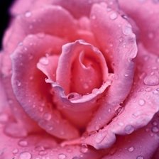 Схема вышивки «розовая роза»