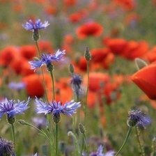 Схема вышивки «полевые цветы»