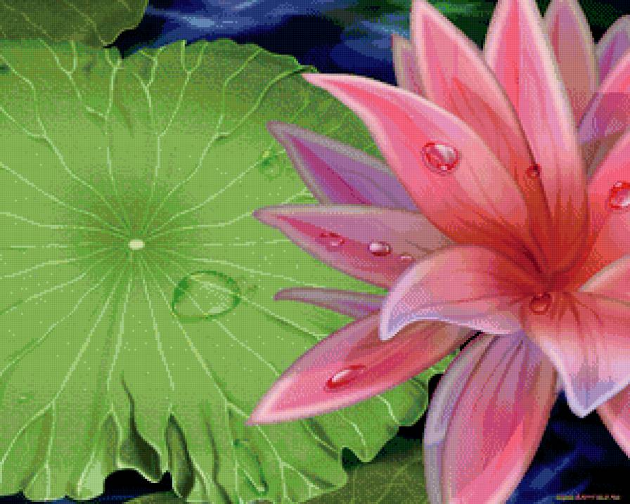 Лотос - китай, цветы - предпросмотр