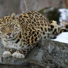 Схема вышивки «леопард»