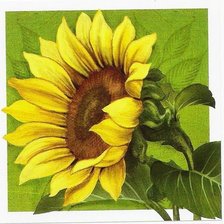 Схема вышивки «подсолнух»