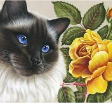 Схема вышивки «кот»