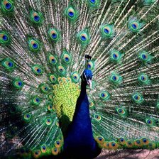 Схема вышивки «Павлин»