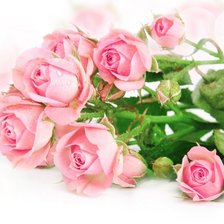 Схема вышивки «букет роз»