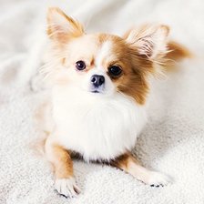 Схема вышивки «Животное»