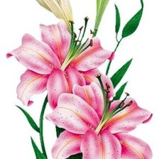 Схема вышивки «№684925»