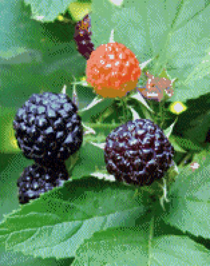 ежевика - ягоды, лето - предпросмотр